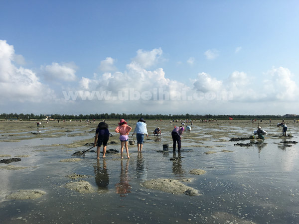 北海红树林赶海一日游好玩吗