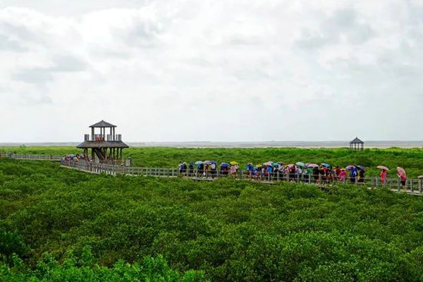 金海湾红树林