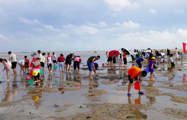 北海红树林赶海